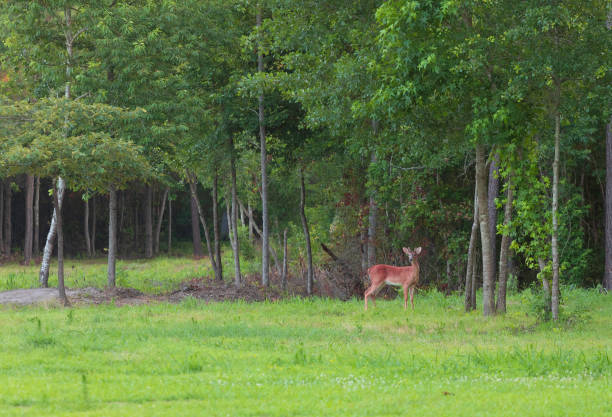istock Young whitetail deer buck l 1068386112