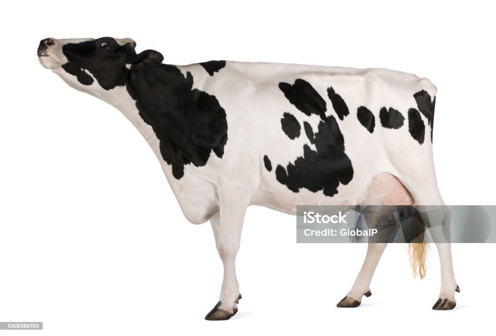 Vacas de ordeño, 5 años de edad, de pie delante de fondo blanco - Foto de stock de Concept Does Not Exist libre de derechos