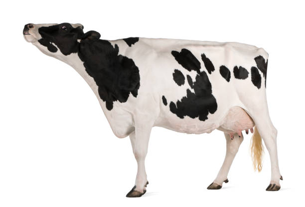 istock Holstein cow, 5 years old, standing in front of white background 1068386150