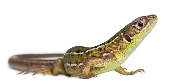 Wall lizard, Podarcis muralis, in front of white background