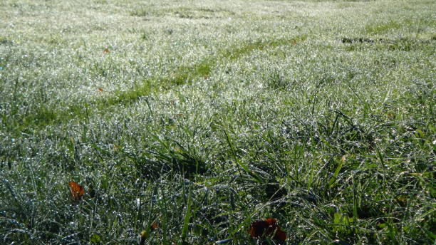 Grass in autumn (Трава осенью) stock photo