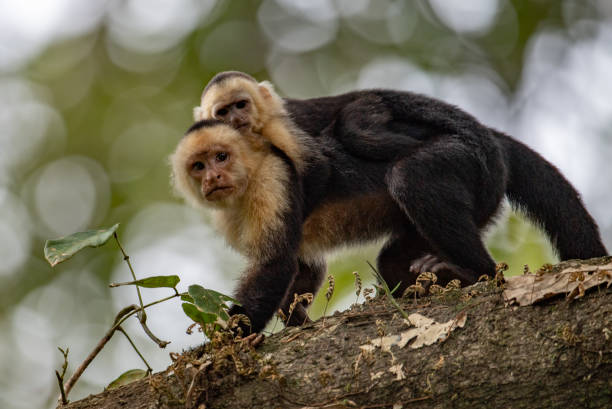 istock White Faced Capuchin Monkey in Costa Rica 1068392062