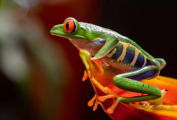 istock Red-eyed Tree Frog in Costa Rica 1068393196