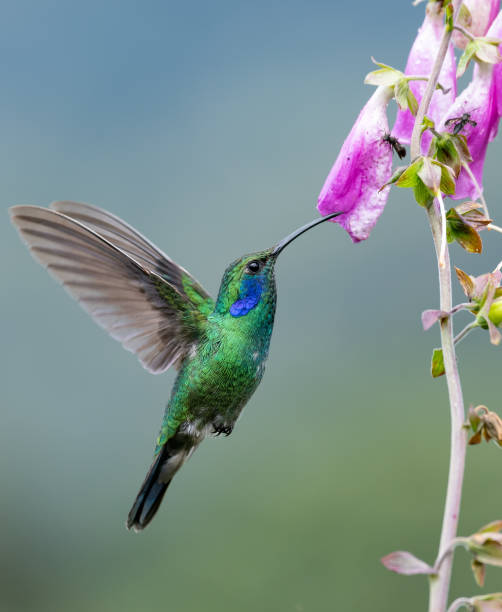 istock Hummingbird in Costa Rica 1068393430