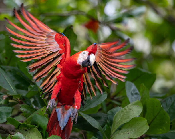 istock Scarlet Macaw in Costa Rica 1068393456