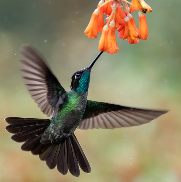 istock Hummingbird in Costa Rica 1068393810