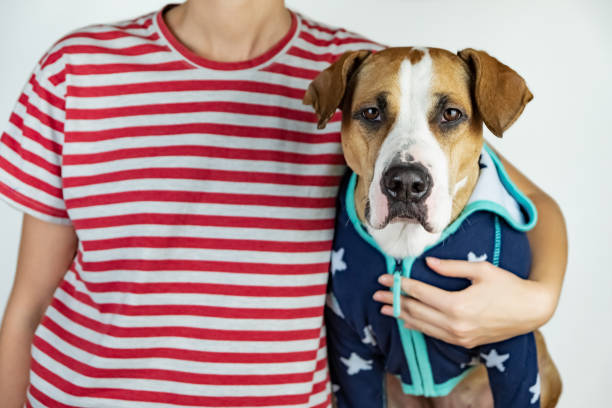 人と犬星とストライプの衣装で - dog patriotism flag politics ストックフォトと画像