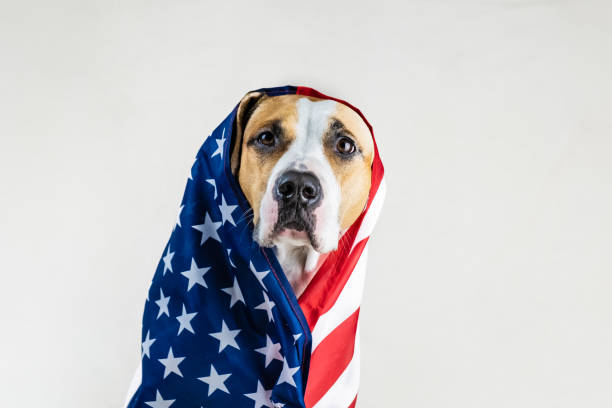 istock American patriotic dog concept 1068394462