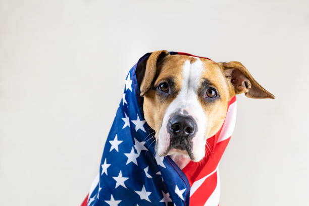 ritratto patriottico americano di cane - dog patriotism flag politics foto e immagini stock