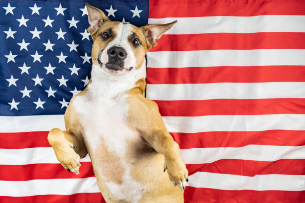 istock American patriotic dog 1068394466
