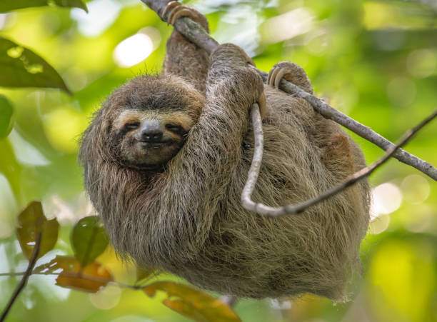 sloth in costa rica - tropical rainforest rainforest costa rica tree area imagens e fotografias de stock