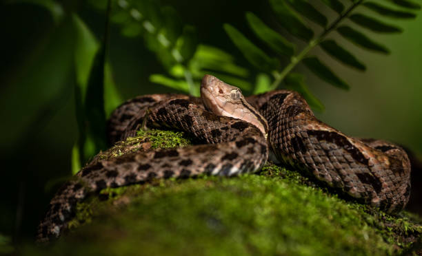 Snake spearhead Viper in Costa Rica tortuguero national park photos stock pictures, royalty-free photos & images