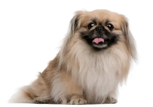 Pekingese, 7 years old, sitting in front of white background