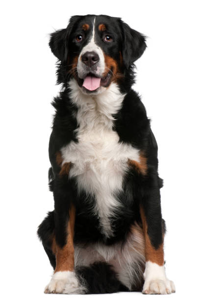 Bernese Mountain Dog, 16 months old, sitting in front of white background Bernese Mountain Dog, 16 months old, sitting in front of white background bernese mountain dog photos stock pictures, royalty-free photos & images