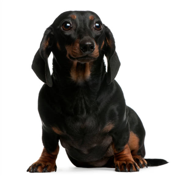istock Dachshund, 1 year old, sitting in front of white background 1068395638