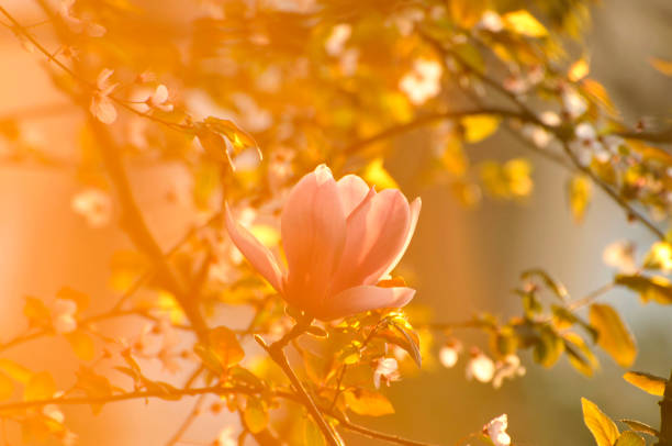istock Magnolia blossom in sunlight 1068395848