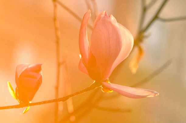 istock Magnolia blossom in sunlight 1068395884