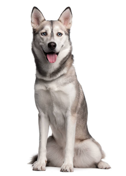 Siberian Husky, 2 years old, sitting in front of white background