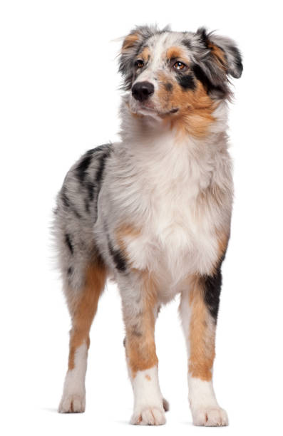 istock Australian Shepherd dog standing in front of white background 1068397216