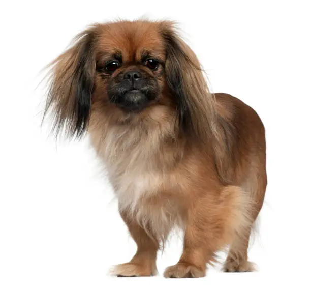 Pekingese, 2 and a half years old, standing in front of white background