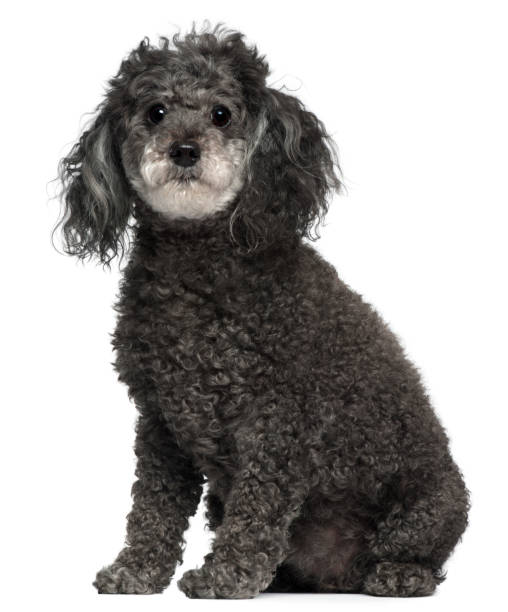 istock Poodle, 12 years old, sitting in front of white background 1068398244