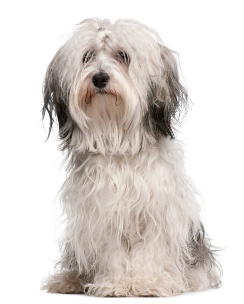 istock Cross-breed dog, sitting in front of white background 1068399384