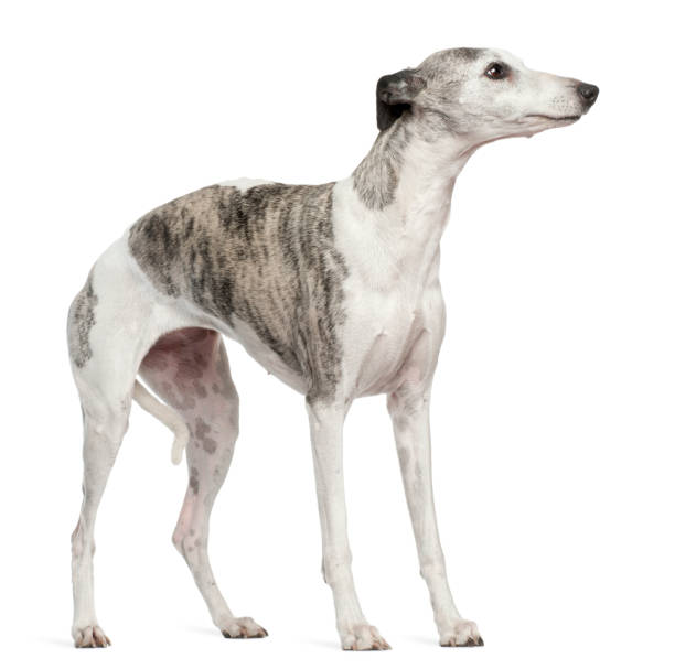 istock Whippet, 12 months old, standing in front of white background 1068399460