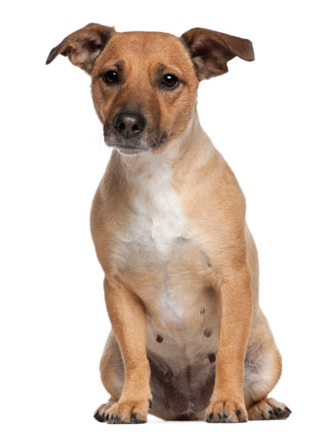 Mixed-breed dog, 4 years old, sitting in front of white background Mixed-breed dog, 4 years old, sitting in front of white background mongrel dog stock pictures, royalty-free photos & images