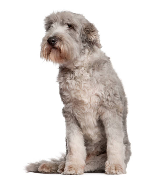 istock Bearded Collie, 10 years old, sitting in front of white background 1068399760