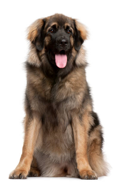 istock Leonberger, 11 months old, sitting in front of white background 1068399898