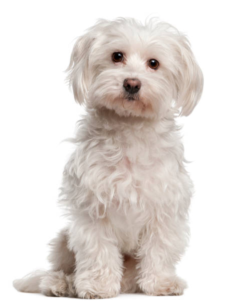 istock Maltese, 8 years old, sitting in front of white background 1068400104