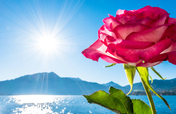 roses in front of the tegernsee lake - bavaria - germany