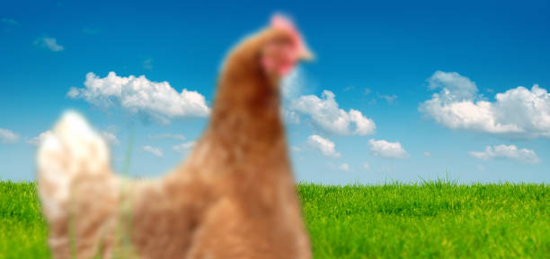 istock blurry chicken on green grass landscape over blue sky 1068402094