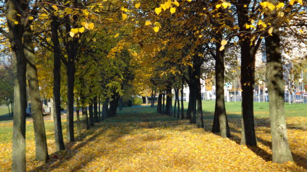 Saint-Petersburg, park (St. Petersburg, city park) stock photo