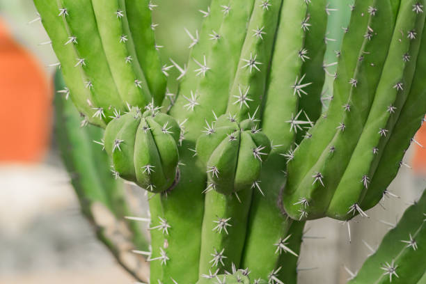 istock close up of big mexico cactus with sharp thorns. 1068405210