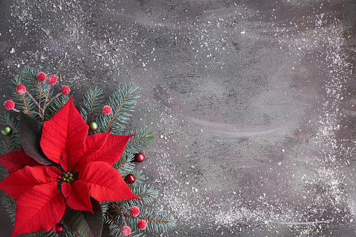 Christmas flower poinsettia and decorated fir tree twigs on dark textured background with snow, copy-space