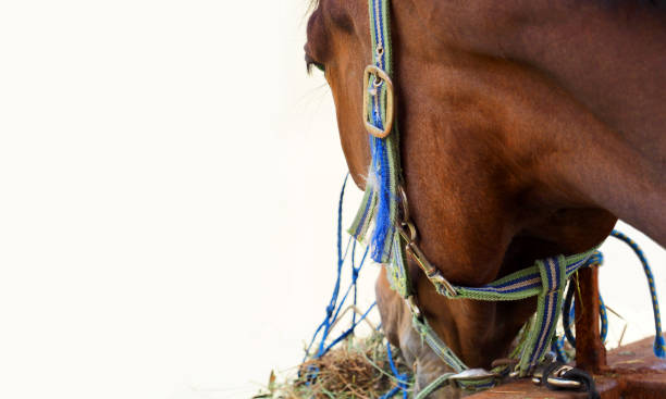 röd häst i en färgad grimma på en hitching post äter hö från en slowfeeder. stående häst isolerad på vit bakgrund, panoramautsikt, tjudra, equus liberum - horse net hay bildbanksfoton och bilder