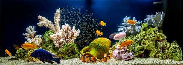 freshwater aquarium in pseudo-sea style. aquascape and aquadesign of aquarium - hobbies freshwater fish underwater panoramic imagens e fotografias de stock