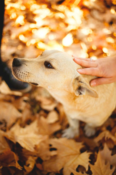 istock Dog in autumn park 1068413078