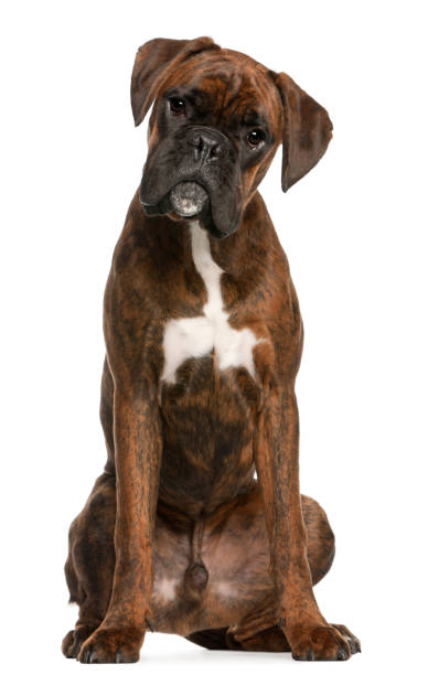 istock Boxer sitting in front of white background 1068413252