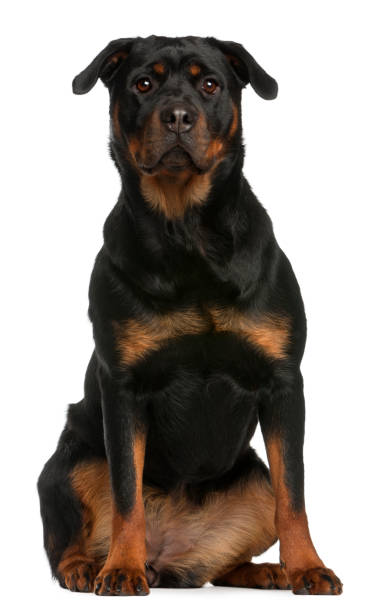 istock Rottweiler sitting in front of white background 1068413274