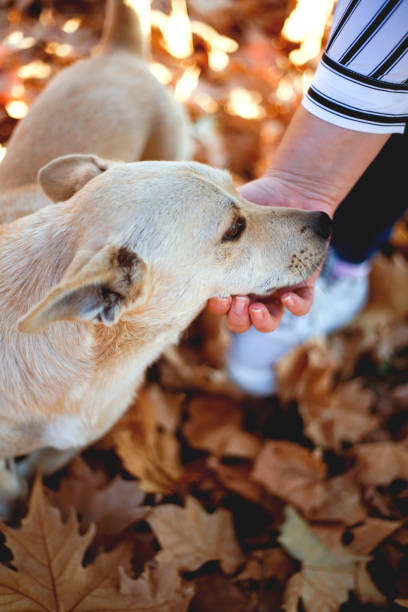 istock Dog in autumn park 1068413372