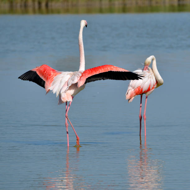 Flamingos in water (Phoenicopterus ruber) with open wings seen from behind, in the Camargue is a natural region located south of Arles, France, between the Mediterranean Sea and the two arms of the Rhône delta