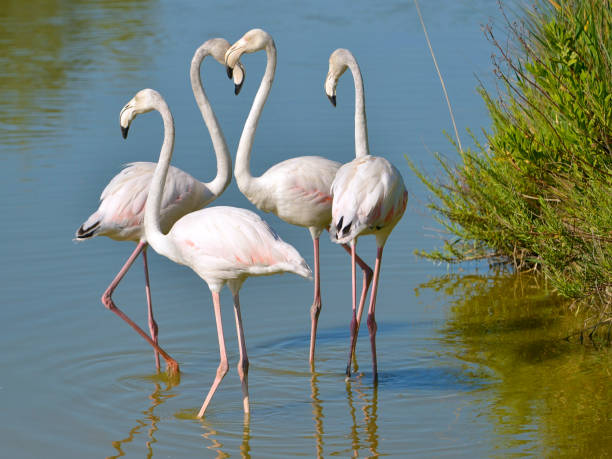 istock Four flamingos in Camargue 1068413418