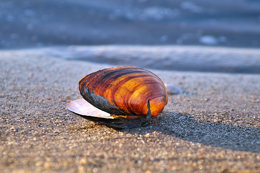 Horizontal close-up image in bright colors of abandoned Mya arenaria (sand gaper, softshell clam, steamer, softshell, longneck, piss clam, Ipswich clams or Essex clam, Sandklaffmuschel) shell