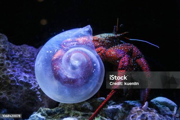 Dardanus Megistos Stock Photo - Download Image Now - Hermit Crab, Crab, Multi Colored