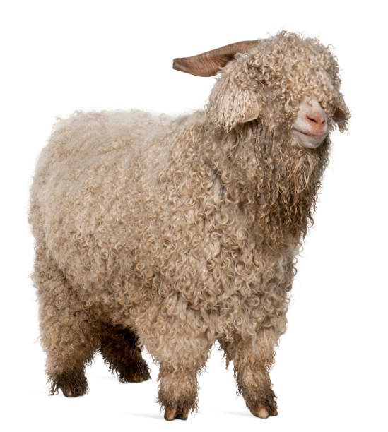 istock Angora goat in front of white background 1068420170