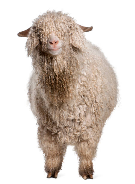 istock Angora goat in front of white background 1068420214