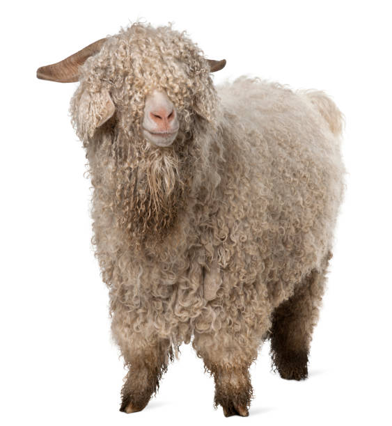 istock Angora goat in front of white background 1068420226