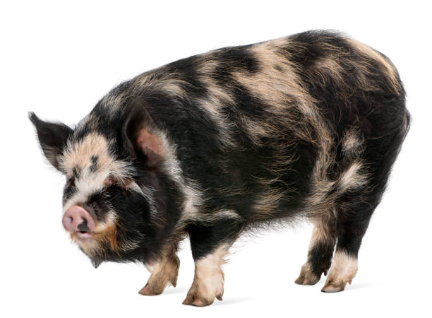 istock Kounini pig in front of white background 1068420368